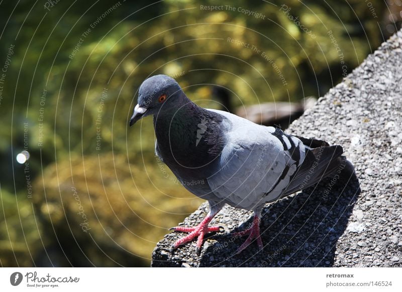 Pigeon Tobi Bird Flying Feather Animal Water Reflection Lake Physics Pond Wet Warmth