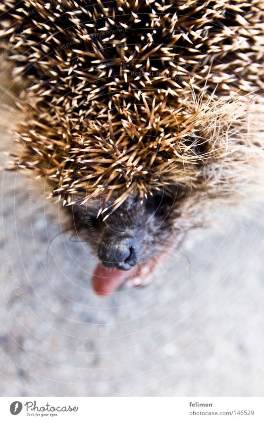 a hedgehog dog or a hedgehog bitch? Hedgehog Tongue Brash Nose Spine Head Animal Floor covering Ground Asphalt Thorny