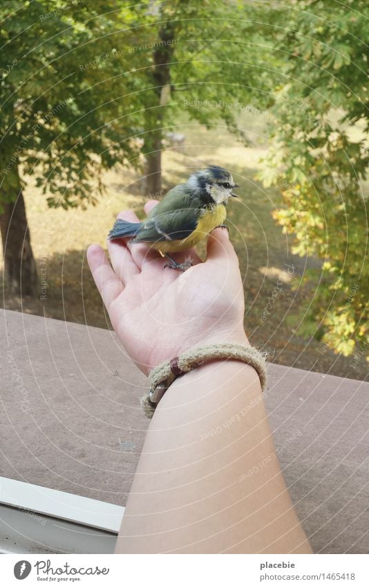 A bird came flying... Nature Animal Park Bird Wing 1 Observe Touch Catch To hold on Flying Feeding To enjoy Playing Dream Brash Happy Curiosity Cute Brave Trust