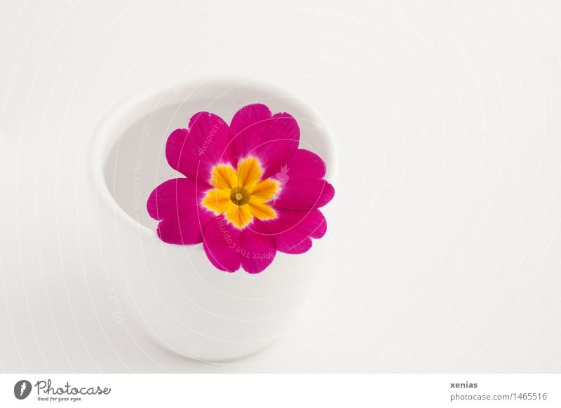 Pink primrose lies in a white cup with water in front of a white background Primrose Blossom Spring Yellow White pretty Vase Cowslip plants Copy Space right