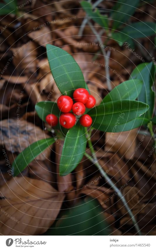 Chinese Holly Plant Autumn A Royalty Free Stock Photo From Photocase