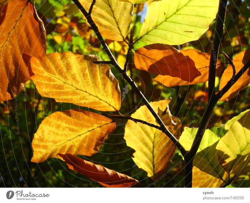 ...and a few more leaves Leaf Autumn Multicoloured Leaf green Brown Yellow Red Green Orange Physics Sunbeam Beautiful weather Branchage Twigs and branches