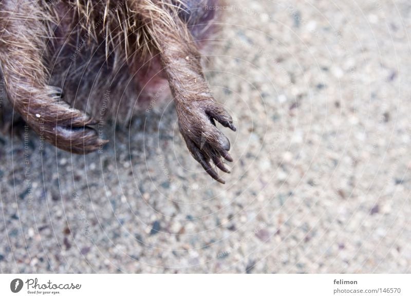 flap one's hedgehog Hedgehog Paw Animal foot Floor covering Ground Asphalt Claw Legs Pelt
