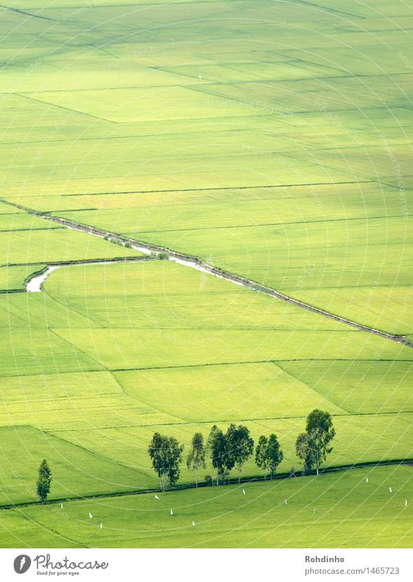 all green Rice Vacation & Travel Tourism Trip Adventure Far-off places Freedom Agriculture Forestry Environment Nature Landscape Water Summer Plant Tree Field