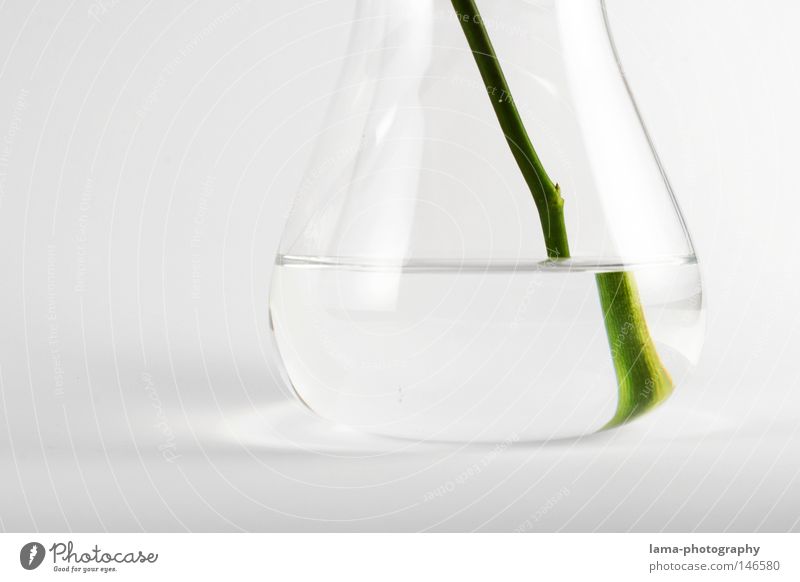 clean Pure Transparent White Test tube Vase Plant Green Foliage plant Flower Flower vase Reflection Refraction Offset Enlarged Surface of water High-key Stick