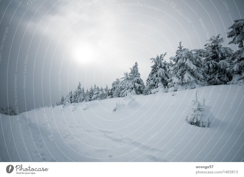 Christmas wish Nature Landscape Sky Clouds Horizon Sun Winter Bad weather Snow Tree Spruce forest Forest Mountain Dark Gray Black White Winter forest Harz