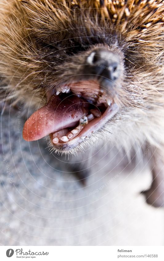 Everything too late.... Hedgehog Tongue Nose Set of teeth Spine Animal Asphalt Death Broken Pharynx Snout Muzzle Nostril Pelt Bad breath