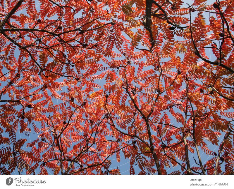 Blushed Red Round Oval Leaf Tree Limp Autumn Plant Branchage Colouring Transience Blue Twig Nature Sky leaf blanket