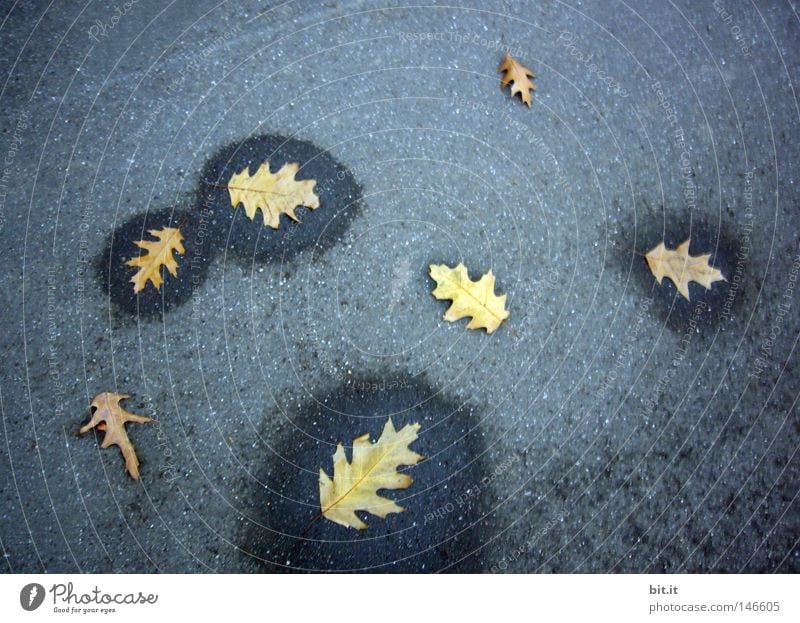 OAK LEAF WET-DRY Oak leaf Autumn leaves Autumnal Early fall Damp Limp Asphalt Bordered