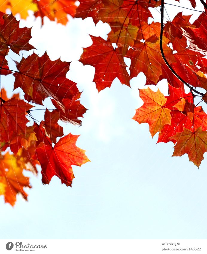 Who will be red soon - autumn day Autumn Leaf Nature Pure Beautiful Esthetic Multicoloured Blue Sky Beautiful weather Wind Leaf canopy Green Leaf green End