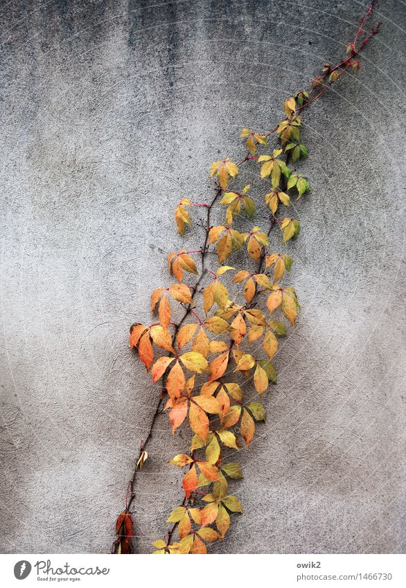 autumn branch Environment Nature Autumn Twig Leaf Autumn leaves Autumnal colours Wall (barrier) Wall (building) Faded To dry up Growth Thin Authentic Together