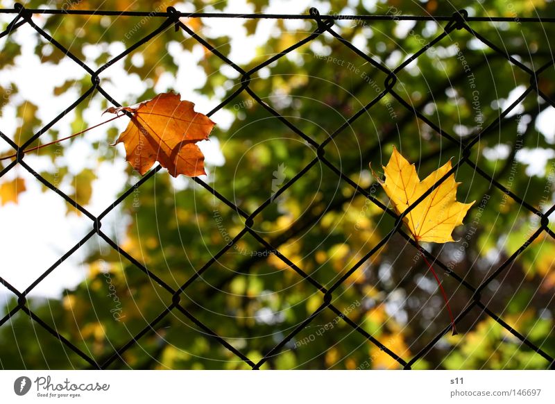 The Autumn Catch Seasons Cute Yellow Green Light Physics Tepid Capture Hang Fence Garden fence Tree Leaf Photosynthesis Edge of the forest To console Plant Park