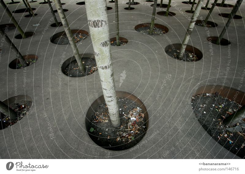 Every tree its own habitat Tree Forest Hollow Round Birch tree Concrete Art Flowerpot Winterthur Trash container Cigarette Gravel Plate with holes Design