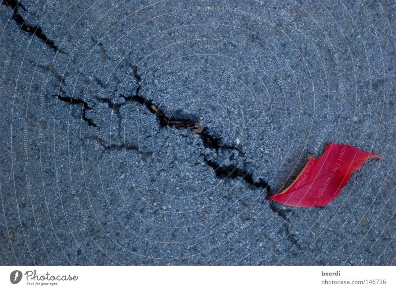 uPgrowth Red Gray Leaf Autumn Multicoloured Colour Intensive Column Asphalt Concrete Ground Crack & Rip & Tear Exceptional To fall Loneliness Under Downward