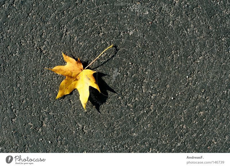 maple Maple tree Maple leaf Autumn Early fall Autumn leaves Autumnal colours Sidewalk Street Asphalt Pavement Individual Canada Porous Pore Stone