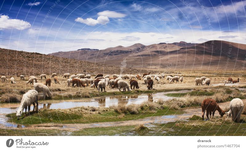 Alpacas on the road to Colca Canyon Nature Landscape Animal Sky Clouds Beautiful weather Grass Mountain Eating Together Adventure Andes To feed Brown Blue sky