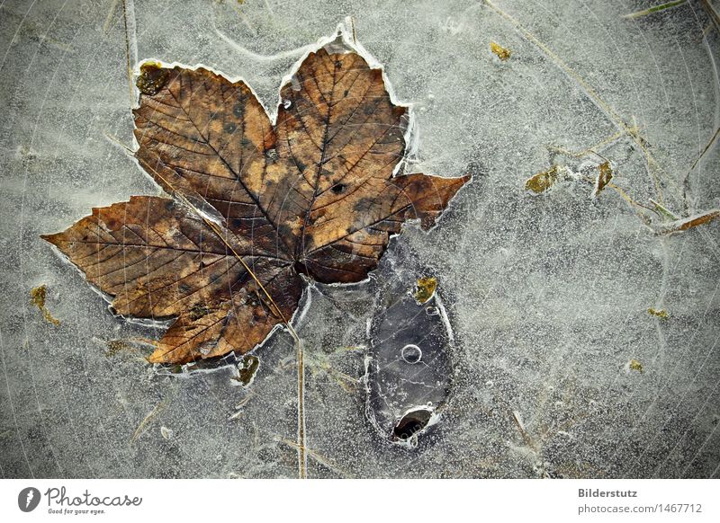 Ice Koi Nature Autumn Winter Frost Leaf Fish Esthetic Exceptional Fantastic Cold Beautiful Brown Gray Bizarre Uniqueness Art Frozen chill Colour photo