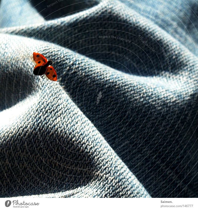 Star Wars of the Animals Beetle Jeans Denim Pants Ladybird Point Shadow Cloth Light Life Fight Escape Flying Small Spotted Orange Free Freedom Ease