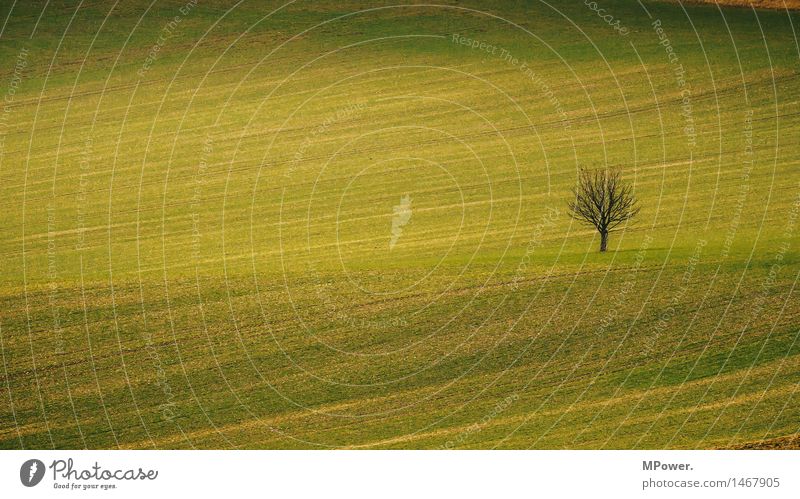 A tree Environment Environmental protection Tree Small Margin of a field Field Autumn Sparse Individual Agriculture Colour photo Exterior shot Deserted