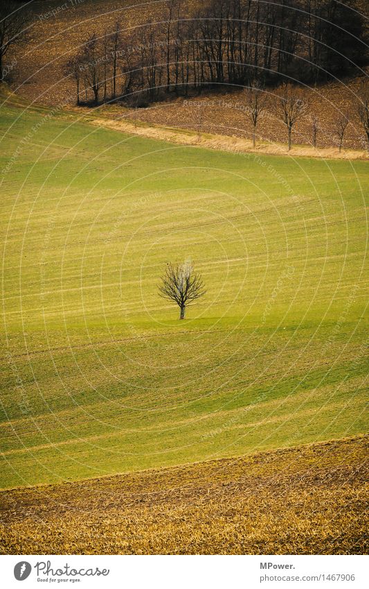 tree Environment Environmental protection Tree Small Margin of a field Field Autumn Sparse Individual Agriculture Colour photo Exterior shot Deserted