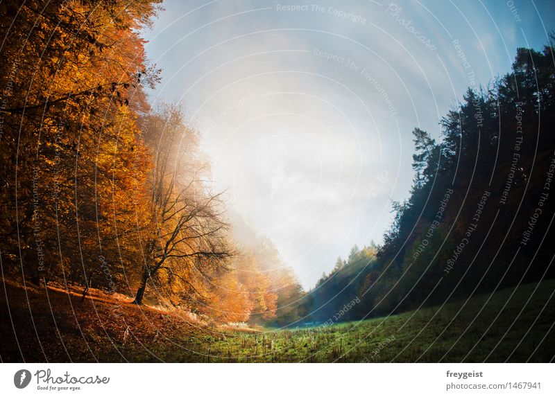 2 Worlds in 1 Nature Landscape Plant Sky Sun Sunlight Autumn Weather Beautiful weather Fog Tree Grass Meadow Field Forest Hill Relaxation To enjoy Friendliness