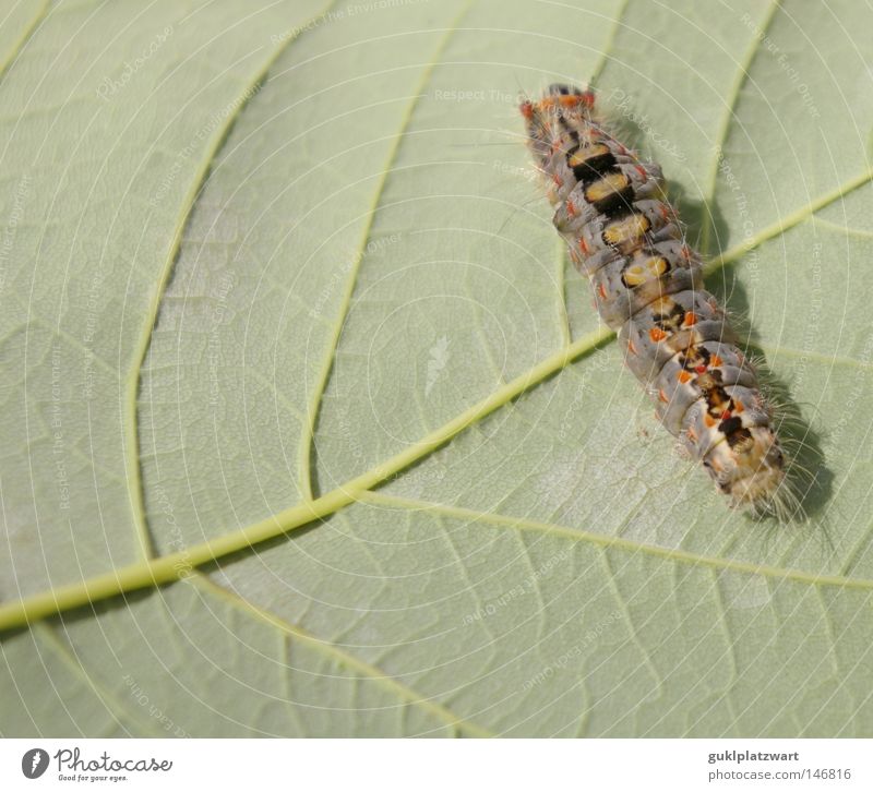 Where's the food? Caterpillar Butterfly Larva Leaf Maple leaf Cocoon Nature Living thing Animal Evolution Environmental protection Life Development Summer