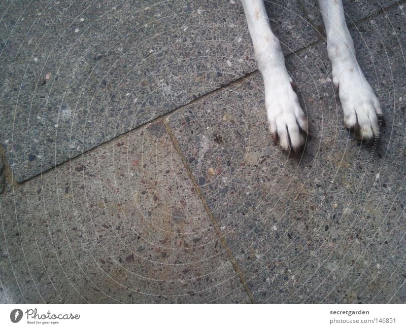 weird number with dog. Dog Paw White Animal Sidewalk Town Pet Large Coincidence Desire Beg Relaxation Under Obedient Mammal Places Gray Gloomy Grief Loneliness