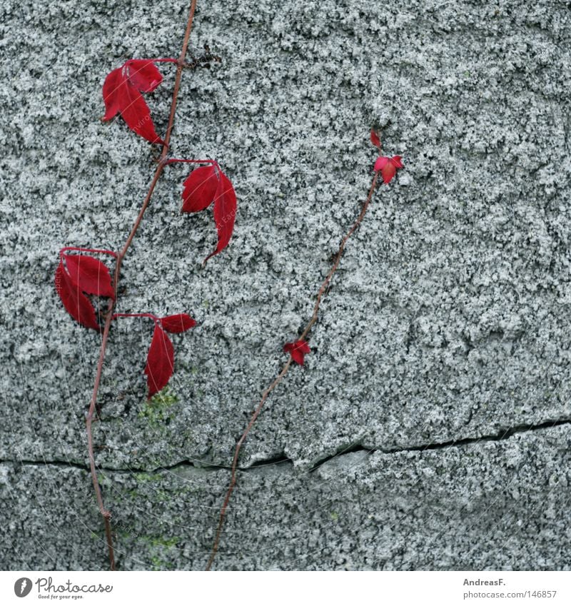 Wine Vine Wild Virginia Creeper Red Plant Climbing Tendril Vine leaf Wall (building) Wall (barrier) Concrete Plaster Facade Crack & Rip & Tear Cavernous Ruin