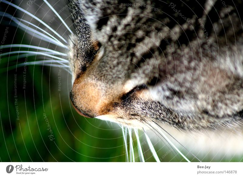whisker Cat Whisker Purr Pelt Land-based carnivore Gray Black Free Green Animal Domestic cat Odor Kitten Mammal cat-haired Nose Tiger skin pattern
