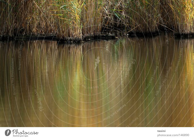 Blurred Green Water Pond Lake Blade of grass Grass Common Reed Reflection Unclear Yellow Wet Dirty Dreary Lakeside River bank Americas tosini