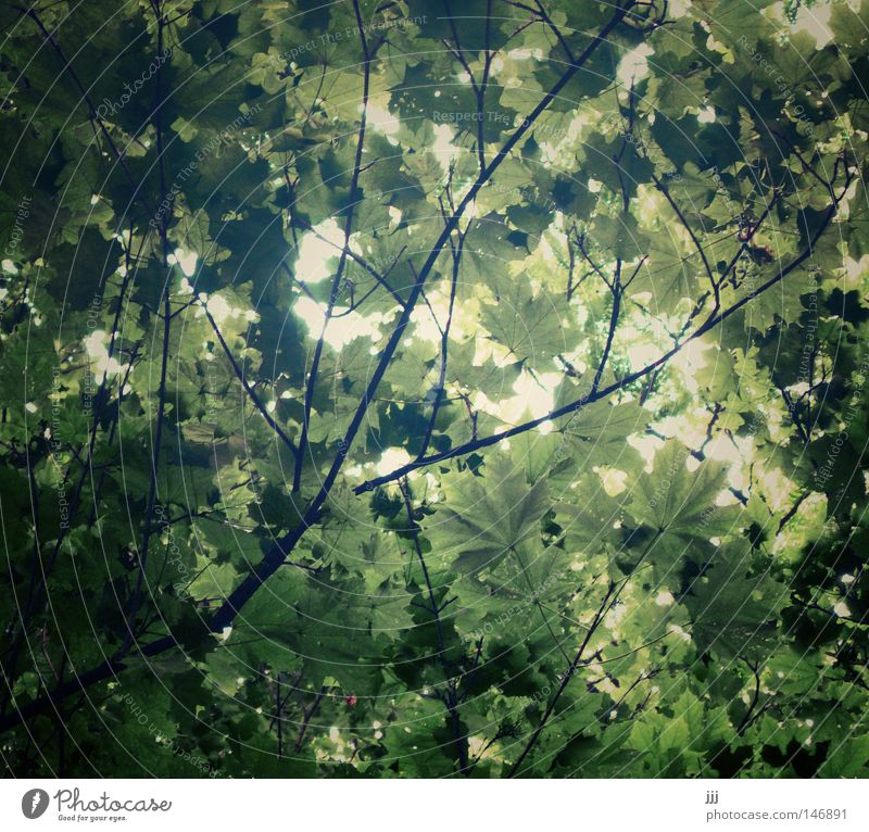 leaf canopy Leaf Rustling Ceiling Cover The Englischer Garten Beautiful Dream Leaf canopy Nature Park Green Maple tree Branchage Twigs and branches Tree Summer