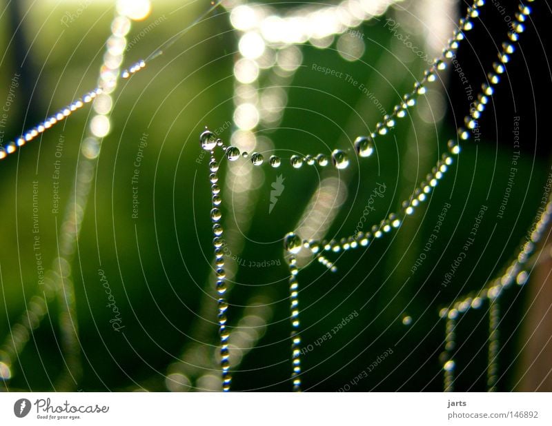 evening dress Drops of water Dew Autumn Indian Summer Spider's web Sun Chain Jewellery Pearl necklace Beautiful Net jarts