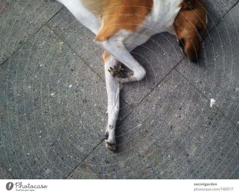 ballerina dog Dog Paw White Animal Sidewalk Town Pet Large Coincidence Desire Beg Relaxation Under Obedient Mammal Places Gray Gloomy Grief Loneliness Together