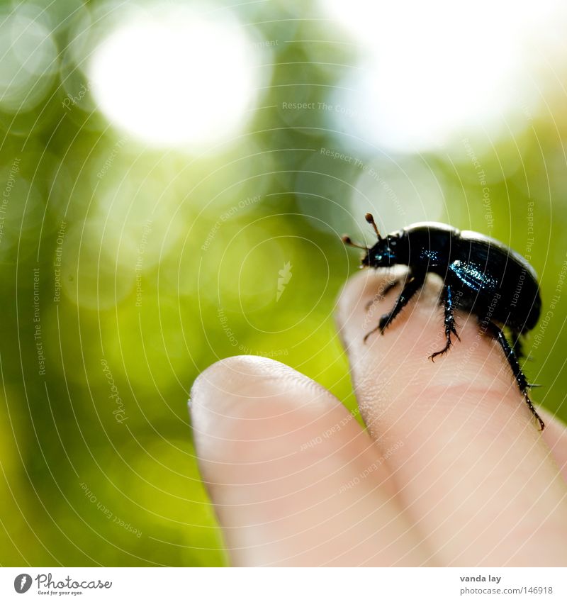 Oh, shit! Beetle Bow Insect Crawl Fear Near Love of animals Animal Nature Environment Rescue Hand Fingers Human being Black Feeler Touch Animal protection