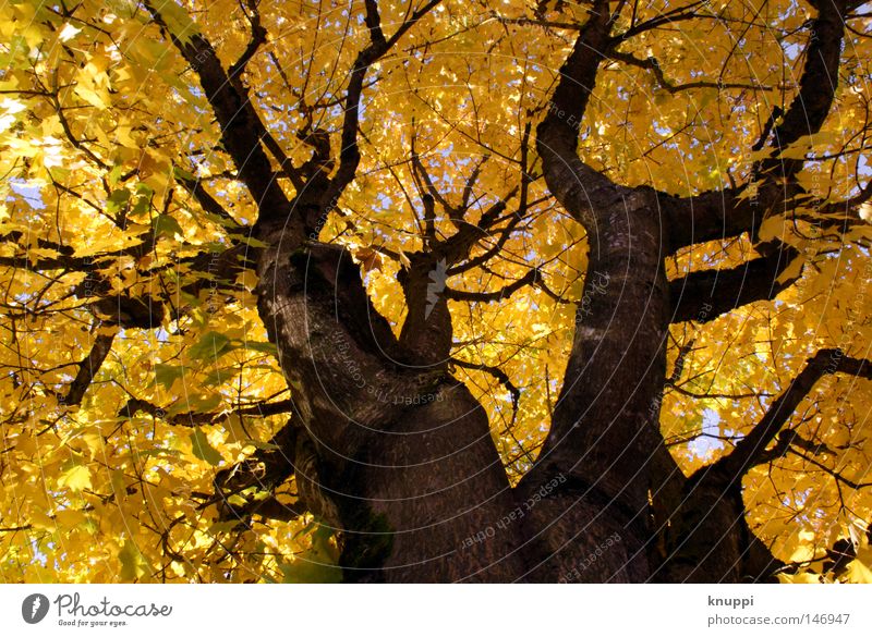 yellow dreams Beautiful Nature Autumn Plant Tree Leaf Old Illuminate Growth Exceptional Large Bright Yellow Gold Power Perspective Environment Colour photo
