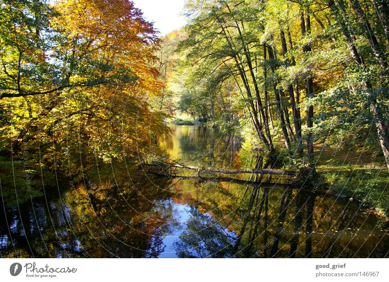 pure nature Autumn Light Reflection Tree Multicoloured Leaf Flow Calm Cut down River Brook Water Tree trunk Lanes & trails Nature Shadow Idyll toppled over