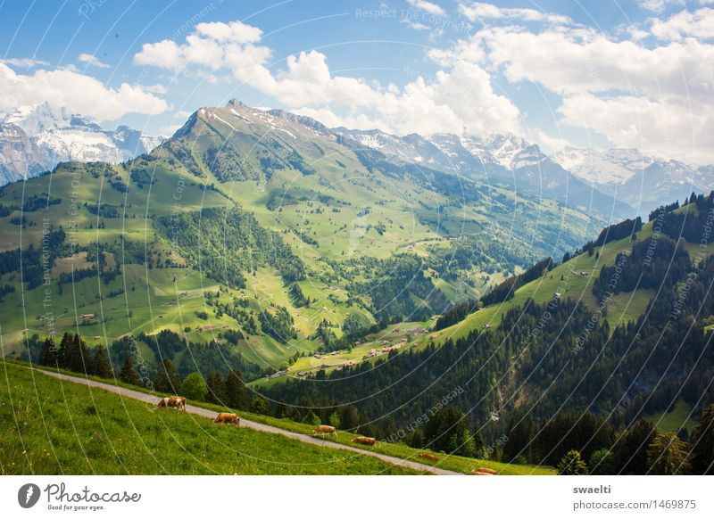 idyllic Nature Landscape Sky Clouds Spring Beautiful weather Grass Meadow Forest Hill Alps Mountain Peak Colour photo Exterior shot Deserted Day Light Sunlight