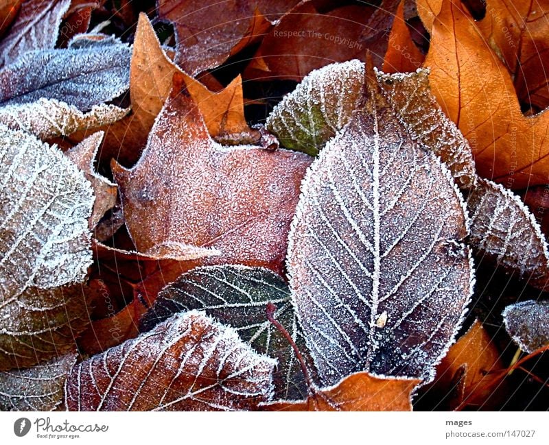 hoarfrost Colour photo Exterior shot Detail Structures and shapes Deserted Winter Environment Nature Autumn Weather Ice Frost Leaf Park Cold Brown Yellow Gold