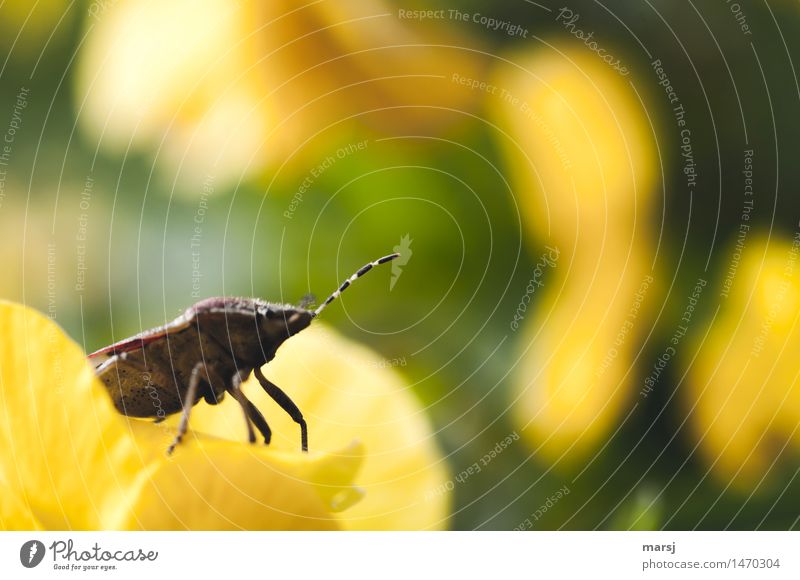 bye bye Animal Wild animal Beetle Bug Feeler 1 Observe Striped Gaudy Yellow Multicoloured Expectation Colour photo Exterior shot Close-up