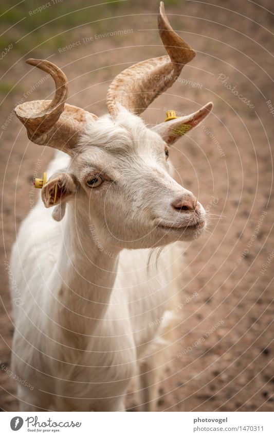 billy goat Animal Farm animal Zoo Goats 1 Natural Curiosity Cute Brown White Antlers Colour photo Exterior shot Deserted Day Central perspective Animal portrait