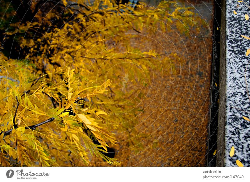 Autumn again Autumn leaves Leaf To fall Gold Leaf green Courtyard Places Sidewalk Seam Tree Tree trunk Plant Transience golden autumn fall down fall down