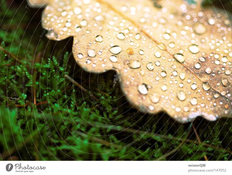 In a country before our time - Autumn Day Leaf Drops of water Water Cold Fresh Macro (Extreme close-up) Close-up Woodground Calm Peace Location Nature Oak tree