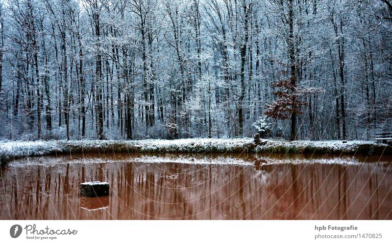 winter carp pond Nature Landscape Water Winter Weather Ice Frost Snow Field Forest Pond Relaxation Hiking Esthetic Cool (slang) Cold Brown White Moody Beautiful