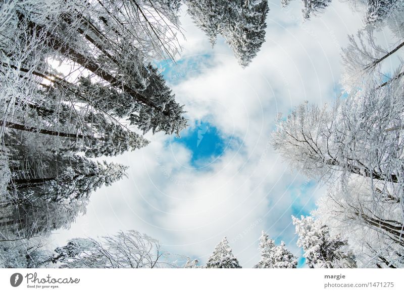 Merry Christmas! Wintry fir trees rise into a sky with clouds. Right in the middle is a blue hole Vacation & Travel Tourism Far-off places Winter Snow