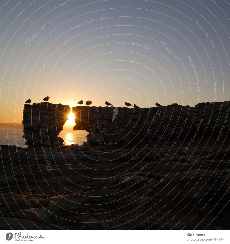 Black Hole Sun Ocean Sunrise Bird Seagull Portugal Reflection Calm Water Rock baleal Sky Morning