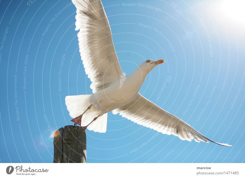 leap into happiness Nature Animal Bird Gull birds 1 Dream Free Infinity Contentment Power Sympathy Friendship Together Love Romance Beautiful Humanity