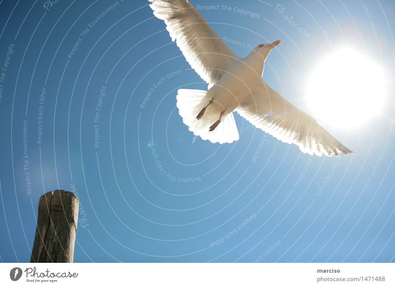 seagull Environment Nature Cloudless sky Sun Sunlight Summer Weather Beautiful weather Animal Bird Seagull 1 Relaxation Flying To enjoy Dream Elegant Infinity