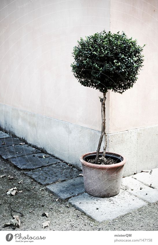 Somewhere In Italy. Bushes Garden Idyll Pot plant Wall (barrier) Corner Street corner South Tuscany Paving stone Gardener Tree Groomed Plant Green Red Dreary