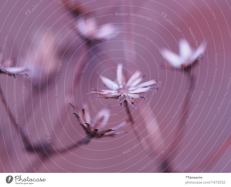 little flowers Nature Plant Beautiful weather Flower Blossom Garden Park Esthetic Natural Soft Pink Delicate Colour photo Subdued colour Exterior shot Close-up