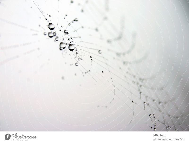 Are you out of your mind? Spider's web Drops of water Dew Fog Network Computer network Sewing thread Muddled Spin Lie Deposited Animal Macro (Extreme close-up)